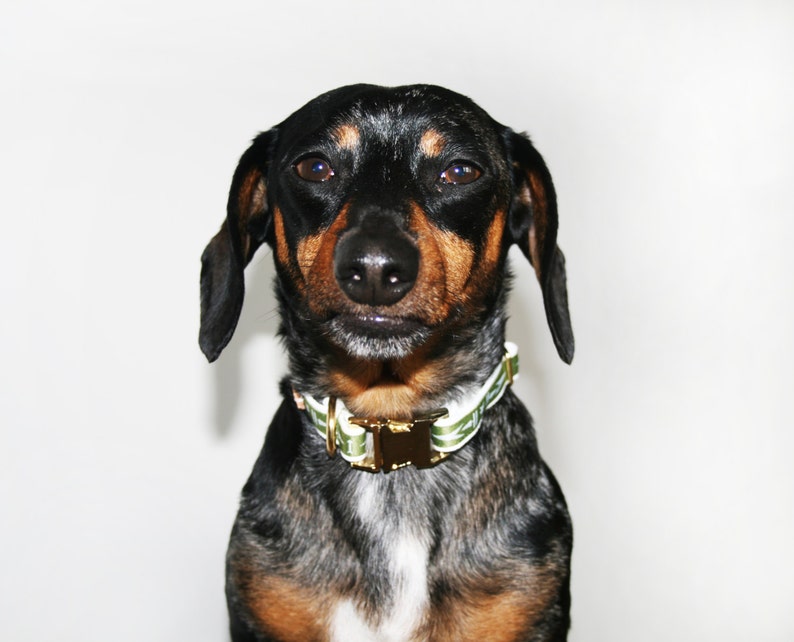 Olive Green Adjustable 1/2 wide dog collar Size Small Etsy