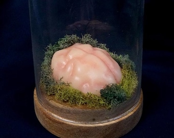 May include: A pink brain-shaped object sits on a bed of green moss inside a clear glass dome with a wooden base.