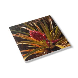 Posavasos de cerámica botánica con diseño de piña y bromelia / posavasos de plantas tropicales