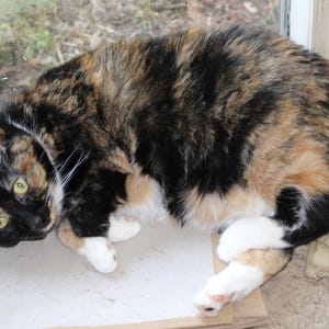 Op de afbeelding: Een lapjeskat met zwarte, bruine en witte vacht ligt. De kat heeft groene ogen en witte poten. Hij rust op een lichtgekleurd oppervlak bij een raam.