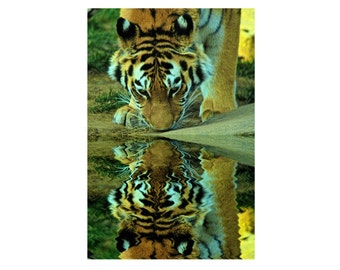 Tiger Photograph Reflection Stripes Wild Animal Safari Photography Africa  Orange Nature Fine Art Photography Jungle India Art print