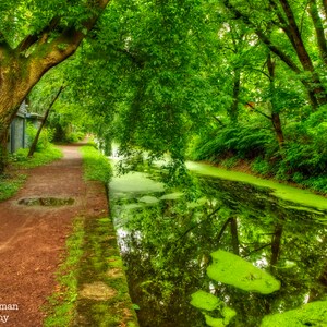 Puede incluir: Un camino verde bordeado de árboles conduce a un pequeño canal con algas verdes que crecen en la superficie. El camino está bordeado de árboles y follaje, y el canal está rodeado de vegetación exuberante.