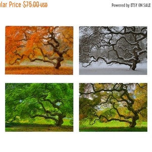 Japanese Maple Tree in Four Seasons Nature Photography 5X7 Print Set Tree of Life Autumn Winter Spring Summer Zen Home Decor Photography image 1