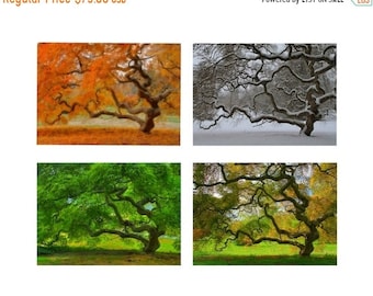 Japanese Maple Tree in Four Seasons Nature Photography 5X7 Print Set Tree of Life Autumn Winter Spring Summer Zen Home Decor Photography