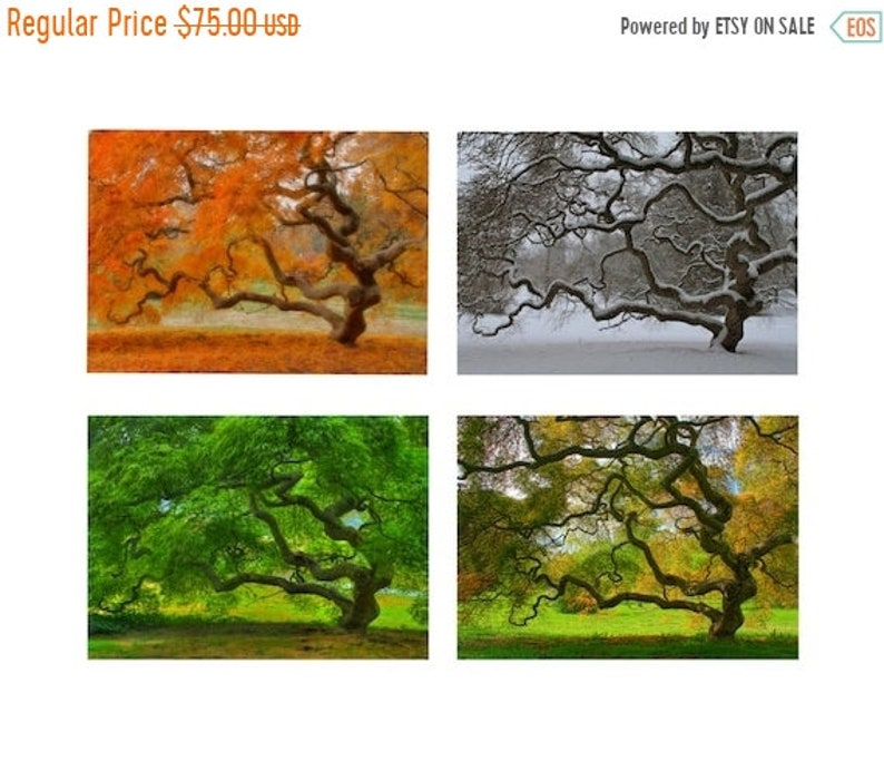 Japanese Maple Tree in Four Seasons Nature Photography 5X7 Print Set Tree of Life Autumn Winter Spring Summer Zen Home Decor Photography image 1