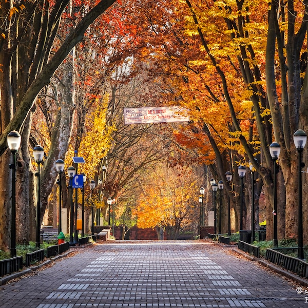 University of Pennsylvania Locust Walk Autumn Photograph Trees Fall Foliage Philadelphia Photography Alumni Graduation Penn Brick Path Print