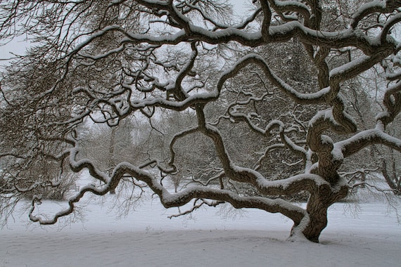Fächerahorn im Winter, Fotografie Landschaft, Alter Baum im Schnee, Natur, Baum des Lebens, Kunstdruck, Zen, Waldland, schwarz und weiß, 20x30 cm