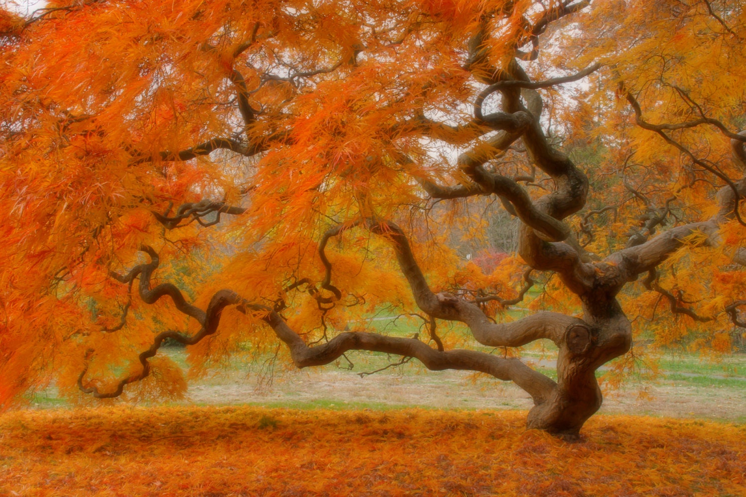 「Between Maple and Chestnut」写真集 Japanese Maple Tree in Four Seasons Landscape Photography 8X12