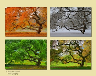 Japanese Maple Tree Landscape Photography Four Seasons Print Autumn Winter Spring Summer Nature Photography Tree of Life Print Color Old