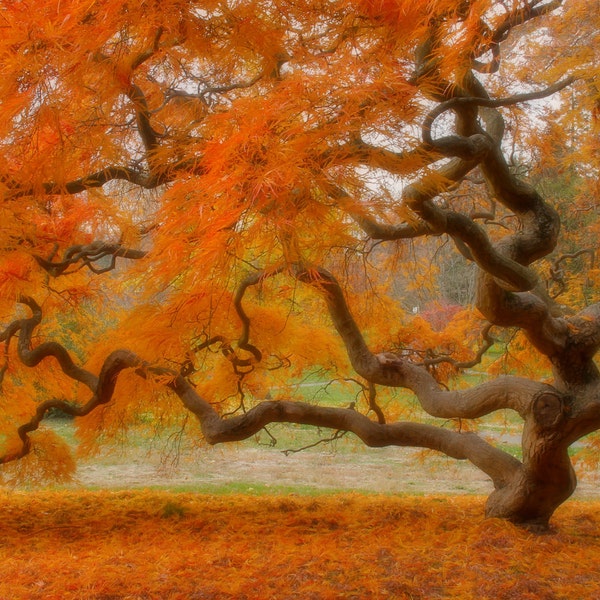 Fotografía de paisaje otoñal de arce japonés, árbol de la vida antiguo, follaje otoñal, fotografía de naturaleza, impresión zen de 6 x 9, hojas anaranjadas