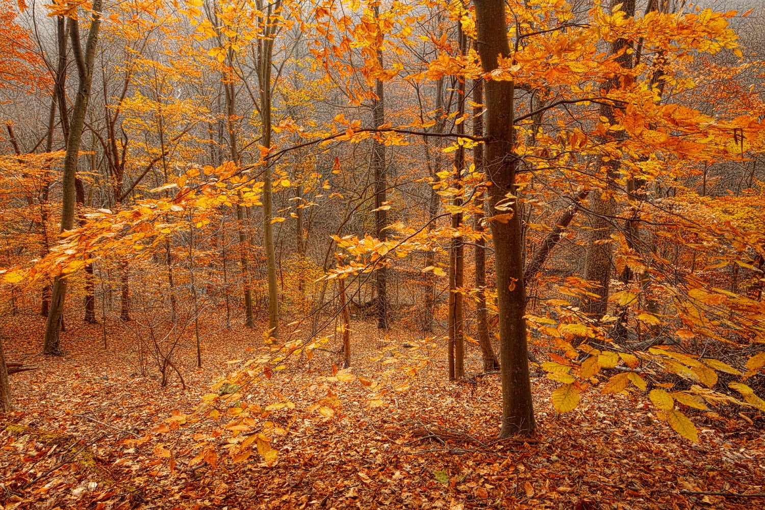 Autumn Forest Nature Photography Trees Fall Foliage Landscape