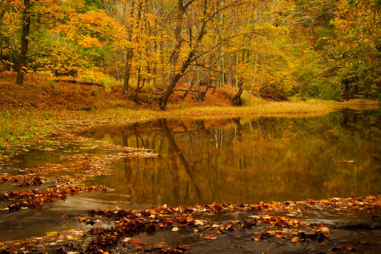 Tinicum Creek Autumn Landscape Photograph Bucks County Fall Etsy
