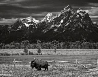 Bison and the Grand Teton Mountains Landscape Photography Grand Teton National Park Buffalo Mountain Wyoming Black and White Photograph