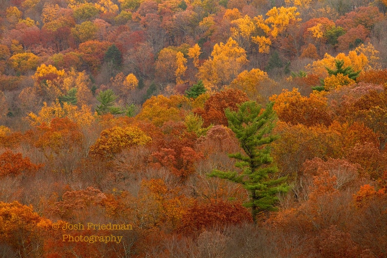 Bucks County in Autumn Print Set, Fine Art Photography, Landscape Photograph, Fall Foliage, Autumn Color, Wall Art, Pennsylvania, Gift Set image 4