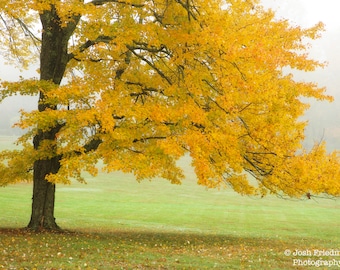 Autumn Maple Tree Fog Nature Photograph Yellow Fall Foliage Bucks County Pennsylvania Landscape Photography Zen Gold Leaves New Hope