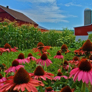 Flowers and Amish Farm House Rustic Photography Pink Pennsylvania Dutch Fine Fine Art Photograph Spring Lancaster County Cone Flowers image 1