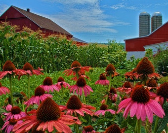 Flowers and Amish Farm House Rustic Photography Pink Pennsylvania Dutch Fine Fine Art Photograph Spring Lancaster County Cone Flowers