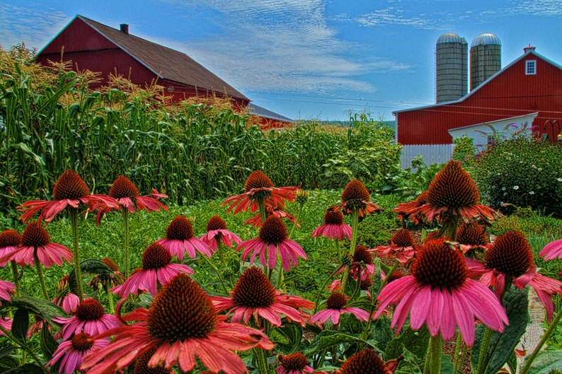 Flowers and Amish Farm House Rustic Photography Pink Pennsylvania Dutch Fine Fine Art Photograph Spring Lancaster County Cone Flowers image 1