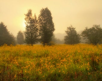 Sunrise Over Wildflower Field, Landscape Photograph, Flowers, Yellow, Gold, Color, Nature, Late Summer, Dreamy, Home Decor, Wall Art