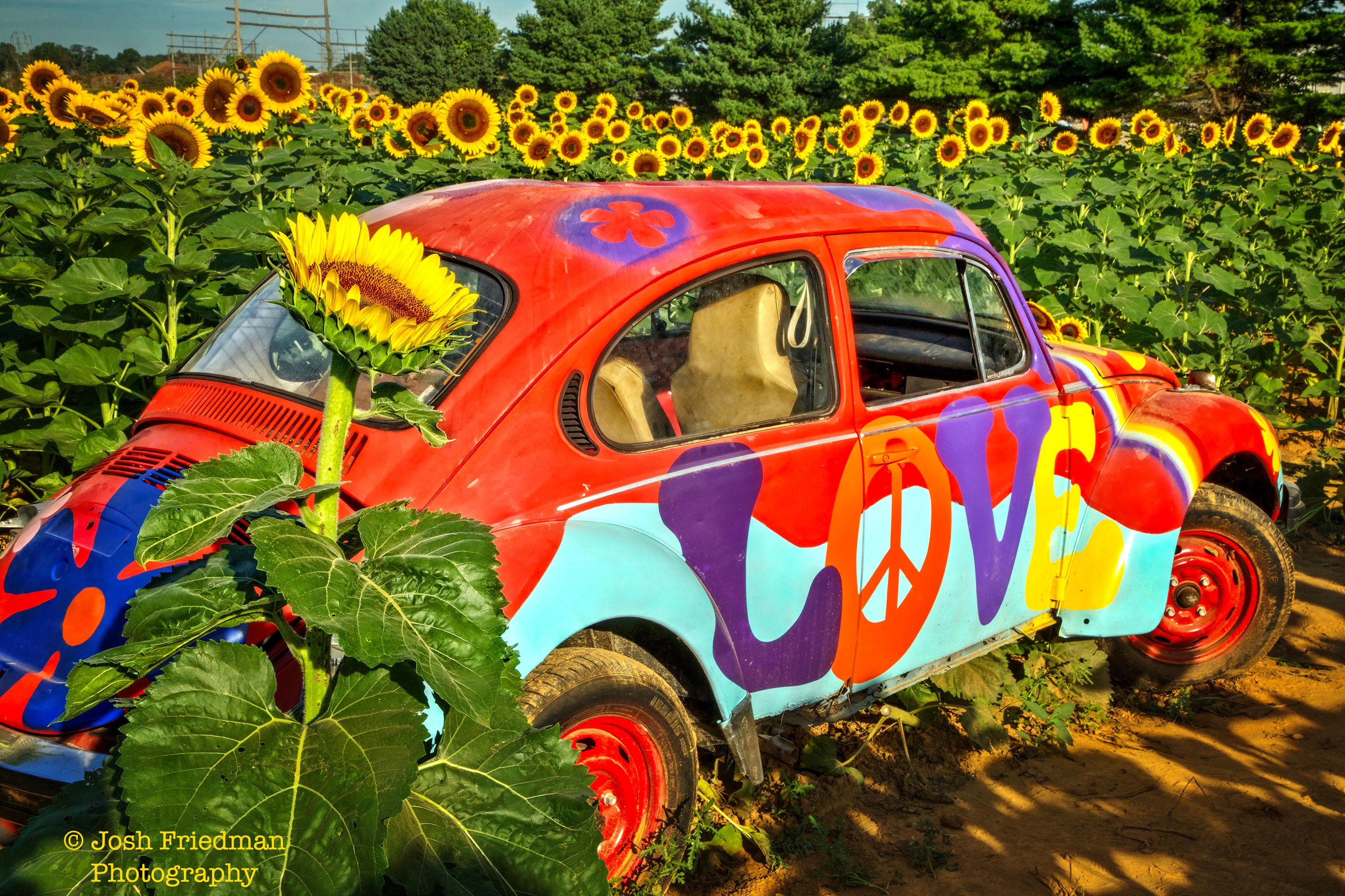 Sunflowers and VW Beetle Love Peace Photograph Vintage Volkswagen