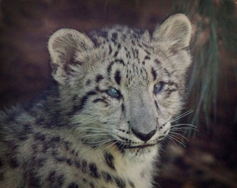 Snow Leopard Cub Photograph Asia Face Cute Animal Photography Big Cat Safari Black and White Markings Spots Ears Eyes Print Philadelphia Zoo