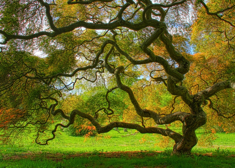 Japanese Maple Tree in Four Seasons Nature Photography 5X7 Print Set Tree of Life Autumn Winter Spring Summer Zen Home Decor Photography image 4