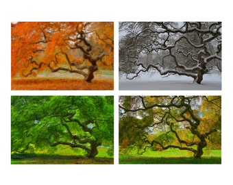 Four Seasons Print Set  Landscape Photograph Japanese Maple Tree Autumn Winter Spring Summer Tree of Life Color Photography Home Decor Zen