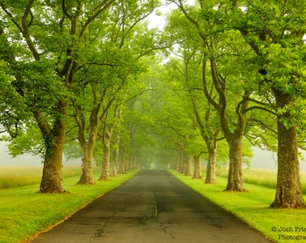 Road with Sycamore Trees in Fog Landscape Photograph Tyler State Park Bucks County Pennsylvania Trees in Mist Nature Photography Newtown