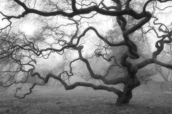 Japanese Maple Tree in Fog Black and White Photograph Mist