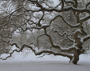 Japanese Maple Tree Winter Snow Landscape Photograph Old Tree of Life  Nature Photography Zen Black and White 6X9 Print Threadleaf