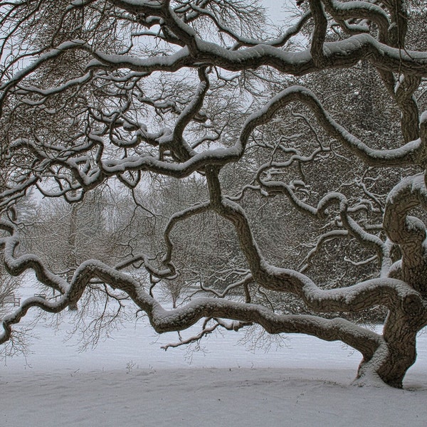 Árbol de arce japonés Invierno Nieve Paisaje Fotografía Viejo Árbol de la Vida Naturaleza Fotografía Zen Blanco y Negro 6X9 Impresión Threadleaf