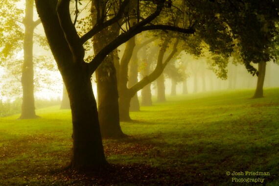 Reihe Von Sycamore Baume In Nebel Landschaft Fotografie Etsy