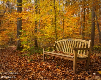 Autumn Bench Photograph Fall Foliage Bowman's Hill Wildflower Preserve Fallen Leaves Yellow Rust Bucks County Pennsylvania Photography Zen