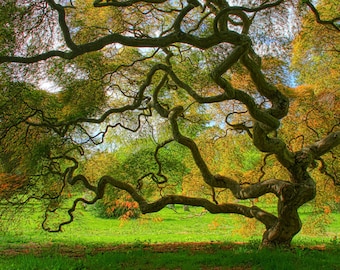 Threadleaf Japanese Maple Tree in Spring Fine Art Landscape Photograph Green Zen Nature Home Decor 16X24 Tree of Life Woodland Art Print