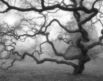 Japanese Maple Tree in Fog Black and White Photograph Mist Landscape Nature Photography Threadleaf Japanese Maple Tree Zen Home Decor 6X9