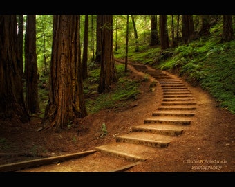 Muir Woods Steps Landscape Photograph Redwood Trees Nature  Photography Winding Path Forest Staircase California National Monument Print