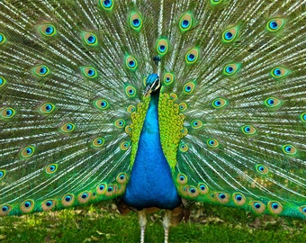 Peacock Photograph Bird Animal Photography Turquoise Blue Green Feathers Spring  Color Art Print Colorful Philadelphia Zoo