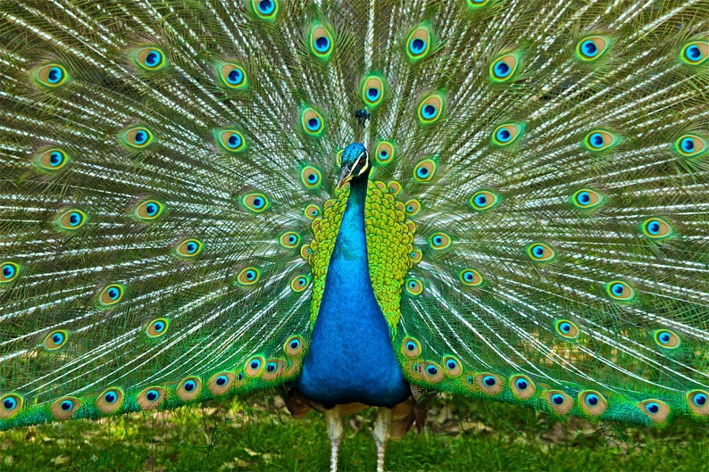 Peacock Photograph Bird Animal Photography Turquoise Blue Green Feathers Spring Color Art Print Colorful Philadelphia Zoo image 1