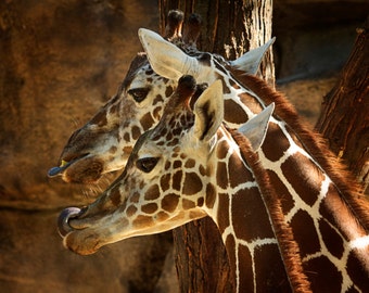 Giraffes Photograph Africa Wild Faces Tongues Brown Markings Nature Philadelphia Zoo African Animal Photography Print Safari Mother Calf
