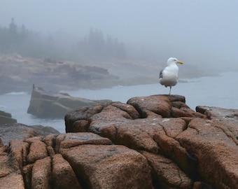 Seagull in Morning Fog Acadia National Park Maine Nature Photography Ocean Coast  Landscape Photograph Rocks Home Decor  Art Print