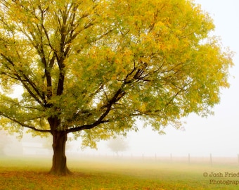 Autumn Landscape Photography, Yellow Tree, Fall Foliage, Morning Fog, Mist, Nature Photograph, Bucks County, Pennsylvania, Home Decor, Zen