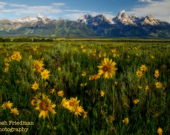 Wildflowers and Grand Teton Mountains Landscape Photography Jackson Hole Wyoming Antelope Flats Fine Art Photograph Summer Yellow Green