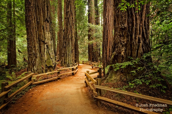 Muir Woods National Monument Landscape Photograph Redwood  Etsy