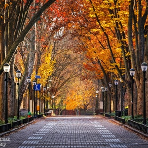 Universidad de Pensilvania Caminata de langostas Fotografía de otoño Árboles Follaje de otoño Fotografía de Filadelfia Graduación de ex alumnos Penn Bricks imagen 1