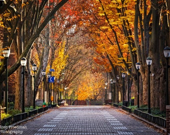 University of Pennsylvania Locust Walk Autumn Photograph Trees Fall Foliage Philadelphia Photography Alumni Graduation Penn Bricks