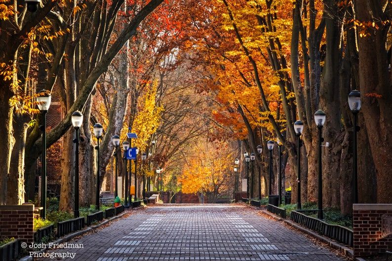 Universidad de Pensilvania Caminata de langostas Fotografía de otoño Árboles Follaje de otoño Fotografía de Filadelfia Graduación de ex alumnos Penn Bricks imagen 1