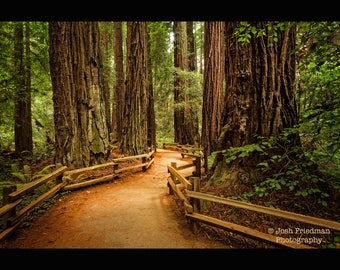 Muir Woods National Monument Landscape Photograph Redwood Trees Cathedral Grove Path Nature Photography Marin County California Print