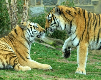 Tiger Photograph Nature Photography African Safari Stripes Kiss Love Africa Orange and Black Stripes Color Art Print Valentine's Day