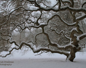 Winter Tree Photograph Japanese Maple Tree Snow Tree of Life Nature Photograph Old Tree Winter Landscape Threadleaf Princeton New Jersey