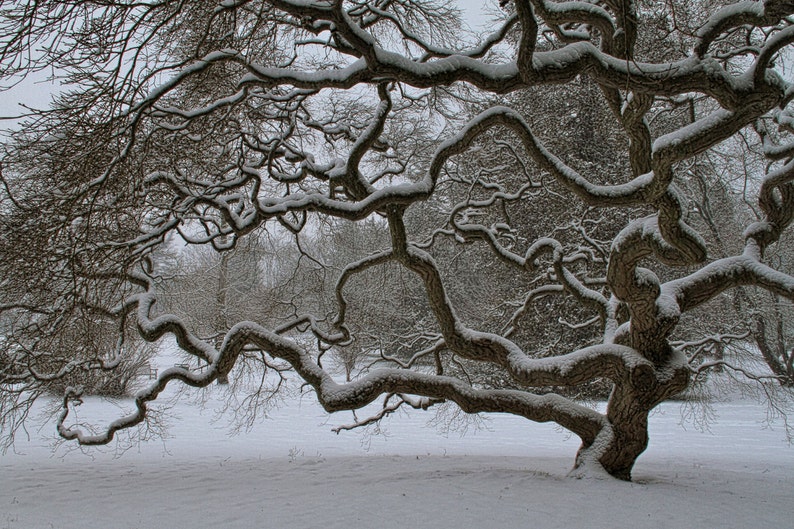 Japanese Maple Tree Winter Snow Landscape Photograph Old Tree of Life Nature Photography Zen Black and White 6X9 Print Threadleaf image 2